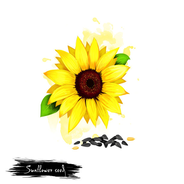 向日葵种子或向日葵种子的手绘插图孤立在白色的背景。有机健康食品。数字艺术与油漆飞溅效果。图形剪辑艺术的设计，网页和打印图片下载