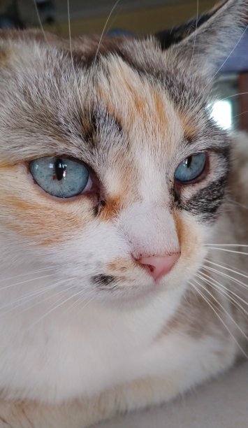 猫靠近图片下载