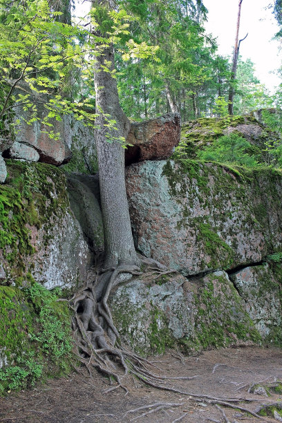 俄罗斯的Monrepos公园图片下载