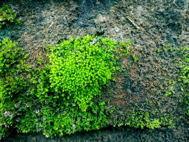 近距离观察石墙上的青苔图片下载