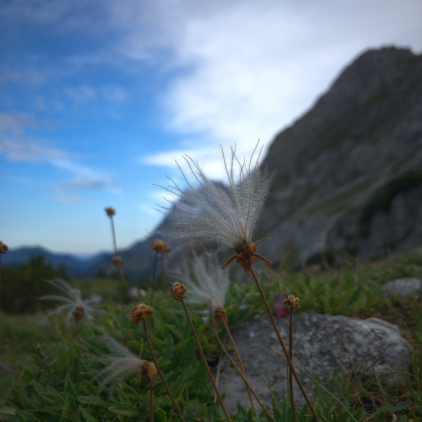 山上的小草图片下载