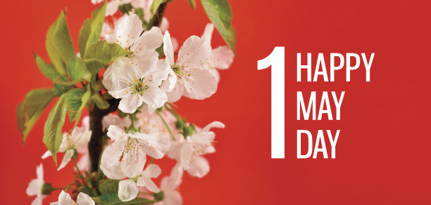 五一节贺卡与盛开的白色樱桃树图片下载