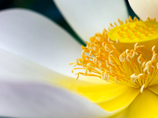 荷花盛开在夏日的池塘里，以绿叶为背景素材图片