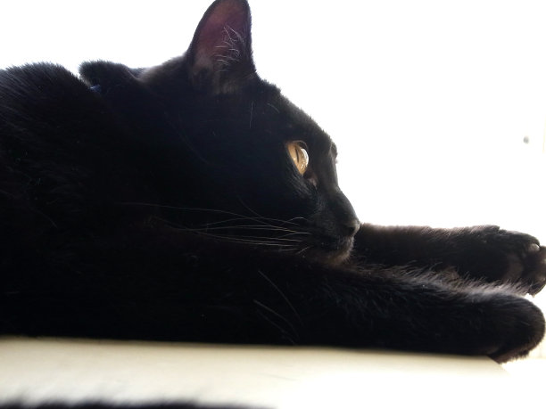 黑白色的图片下载