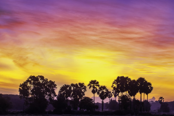 早晨的风景和黑色的棕榈树剪影图片下载