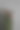 一丛绿色草本植物中的粉红玫瑰图片下载