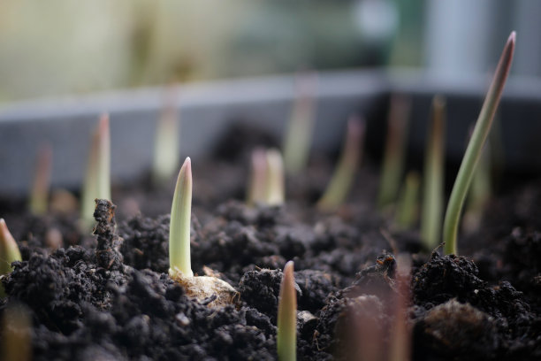 从地里长出的植物鳞茎图片下载