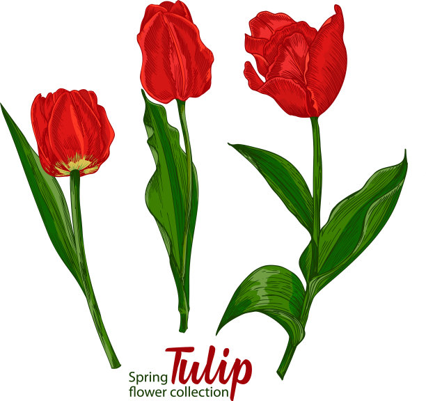 春天的郁金香白色的背景线图片下载