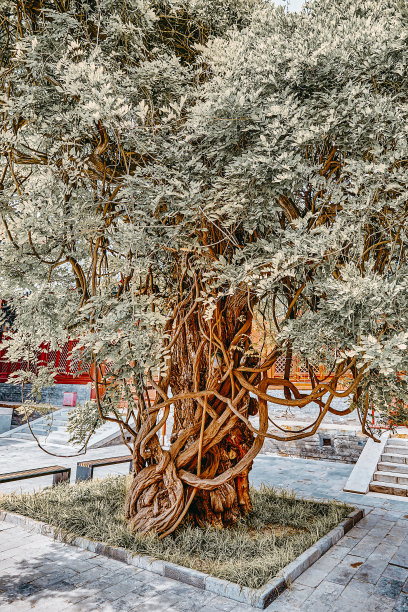 北京孔庙旁的古树——中国第二大孔庙。图片下载