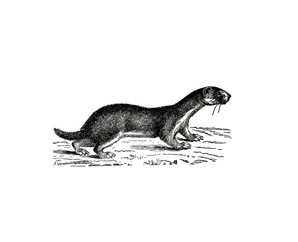 1890年流行百科全书中的黄鼠狼插图图片下载