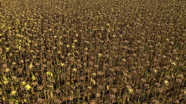 无人机拍摄的照片显示严重的干旱条件影响了向日葵田图片下载