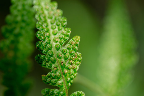 绿色蕨类孢子闭合，模糊背景图片下载
