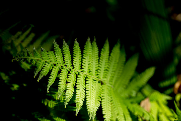 自然绿蕨叶具有低光、柔焦的背景图片下载