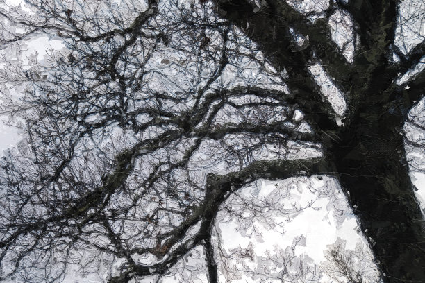 印象主义风格艺术作品的黑暗不祥的剪影树在一个寒冷的阴天早晨图片下载