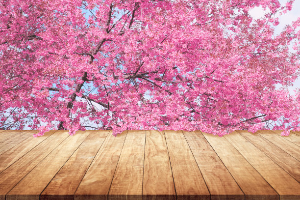 木制的桌面与粉红色樱花或樱花模拟木书桌展示或蒙太奇您的产品站图片下载
