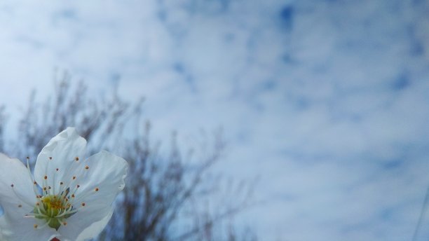 花在模糊的天空背景图片下载