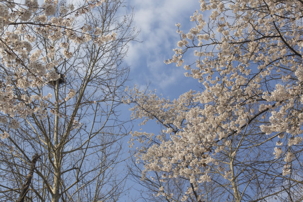 蓝色的天空上绽放着春天的樱花。图片下载