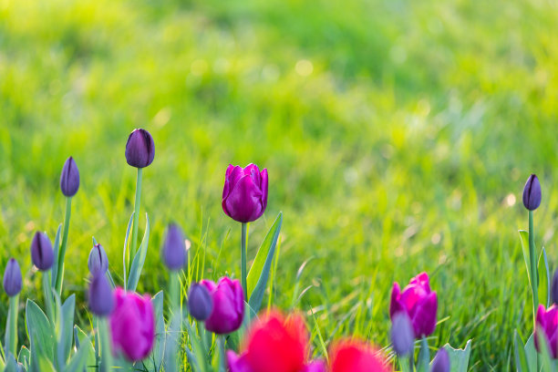 盛开的郁金香图片下载