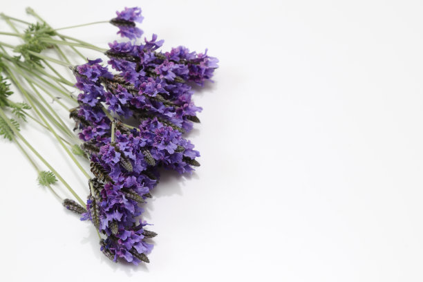 白色背景下的薰衣草图片下载