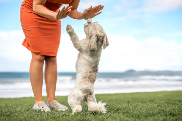 裁剪的女人玩小可爱的白色大腿狗户外在海滩上图片下载