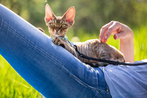 成年妇女宠物主人放松和抚摸她的猫在草地上-股票照片图片下载