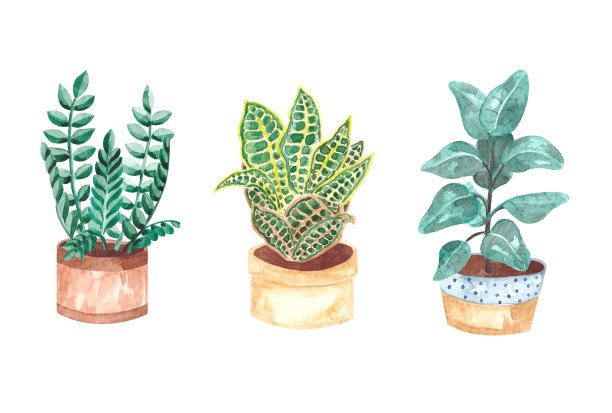 水彩画与盆栽室内植物图片下载