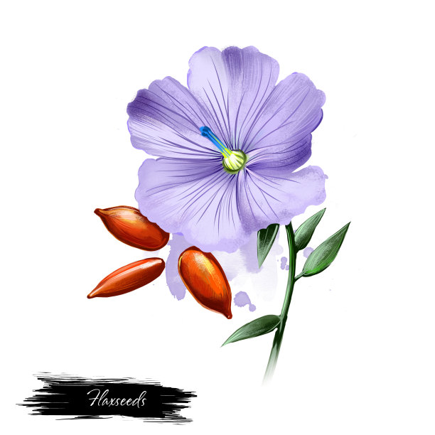 白色的亚麻种子。普通亚麻或亚麻子的手绘插图与bube花。有机健康食品。数字艺术与油漆飞溅。图形剪辑艺术的设计，网页和打印图片下载
