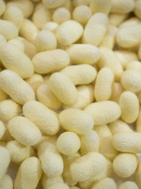 蚕黄茧图片下载