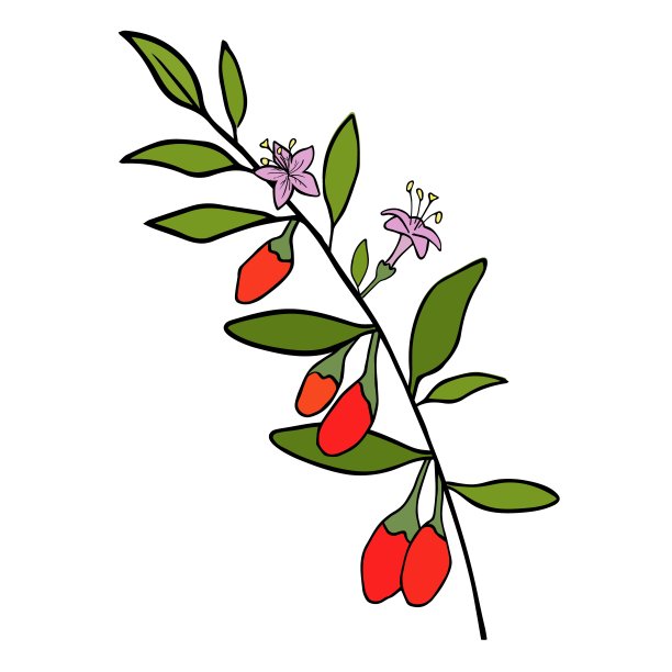 可爱的手绘枸杞枝与叶和花在涂鸦风格孤立在白色的背景。图片下载