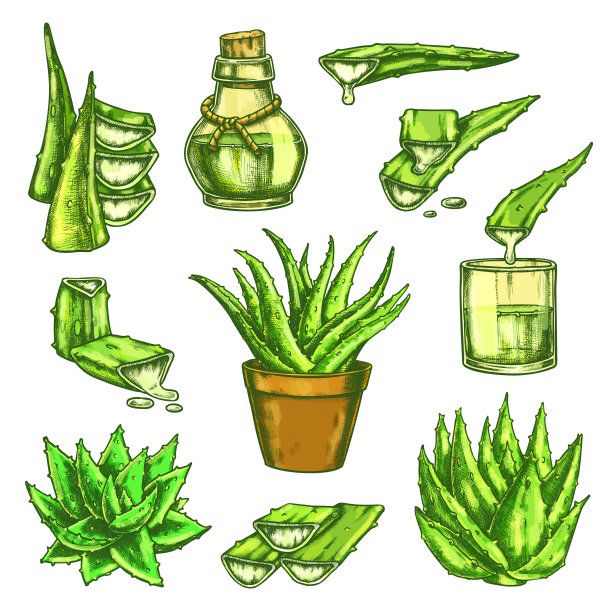 一套孤立的芦荟素描在颜色图片下载