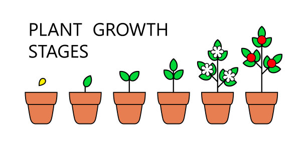 树的生长阶段信息图线艺术图标图片下载