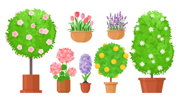 花盆中的花园花图片下载