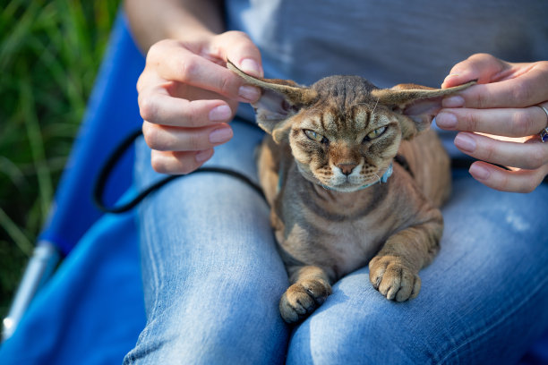 宠物主人玩小猫的耳朵-库存照片图片下载