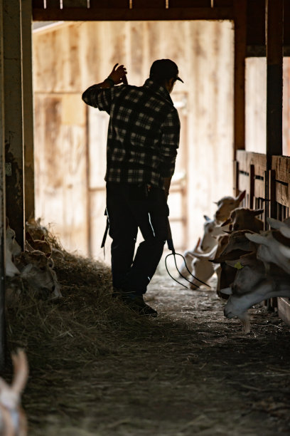 农夫用干草叉在马厩里喂家畜在日记农场-家畜照片图片下载