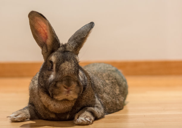 可爱的兔子图片素材ID：373916562