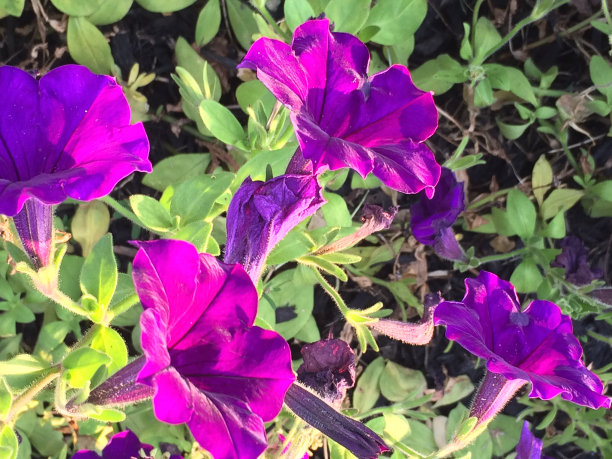 五颜六色的花，绿色的图片下载