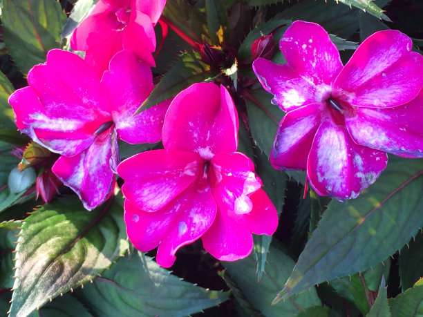 五颜六色的花，绿色的图片下载