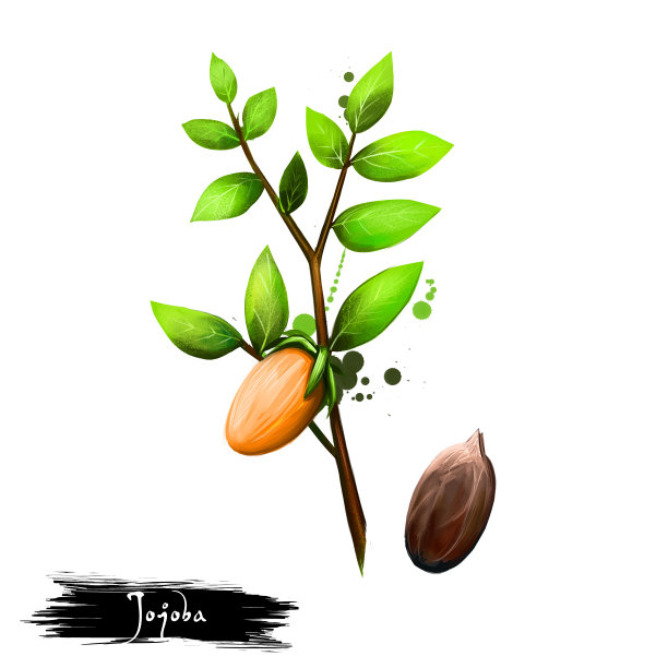 在白色背景上分离的荷荷巴或中国荷荷树的手绘插图。有机健康食品。数字艺术与油漆飞溅滴效果。图形剪辑艺术的设计，网页和打印图片下载