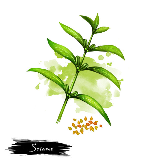 孤立在白色背景上的芝麻或芝麻的手绘插图。有机健康食品。数字艺术与油漆飞溅滴效果。图形剪辑艺术的设计，网页和打印。图片下载
