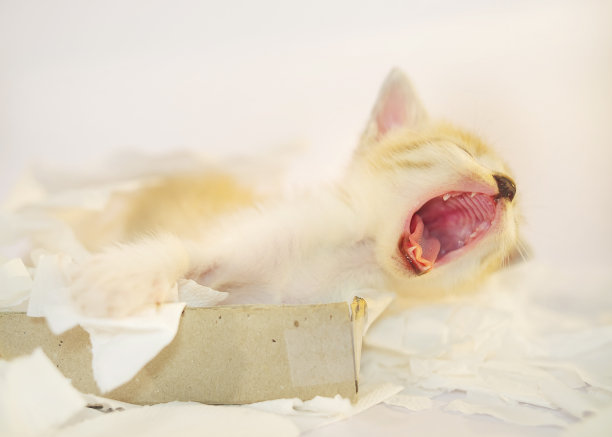 小猫睡在纸巾盒里图片下载