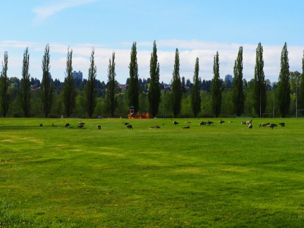 草地上的加拿大鹅图片下载