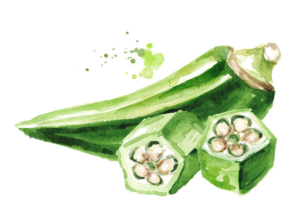 新鲜切片秋葵。手绘水彩插图孤立的白色背景图片下载