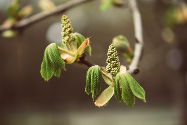 盛开的栗子图片下载