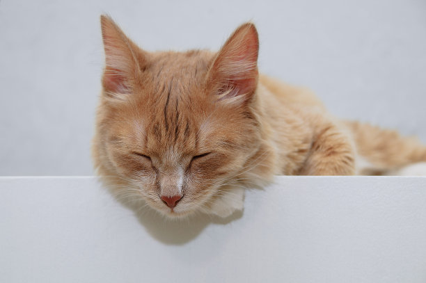 在一个白色基座上睡觉的红小猫特写。图片下载