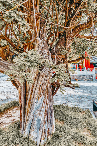 北京孔庙旁的古树——中国第二大孔庙。图片下载