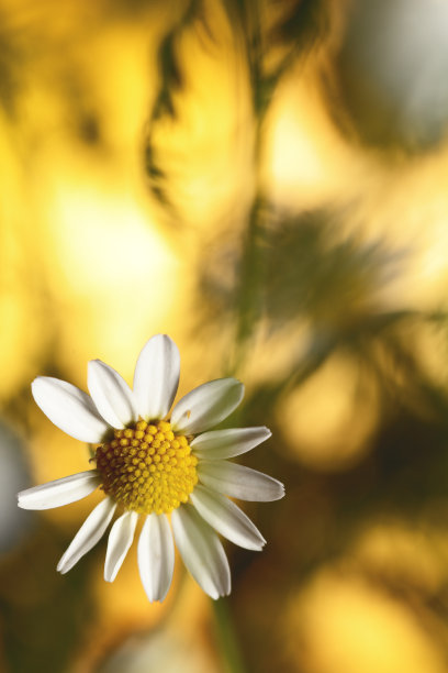 一个黛西图片下载