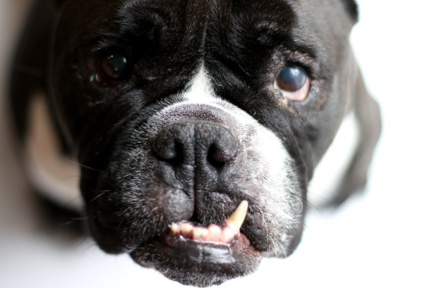 斗牛犬图片下载