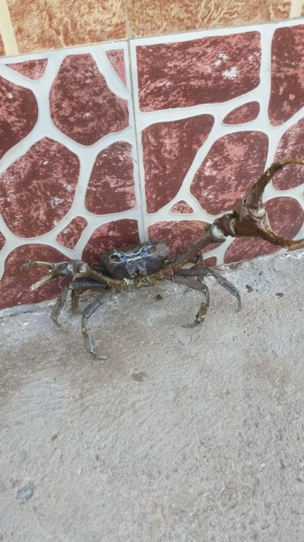 走出红树林栖息地的摩尔蟹图片下载