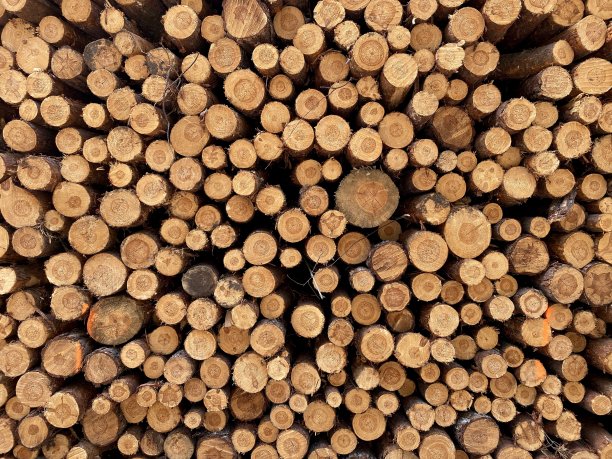 一堆被砍倒的树图片下载