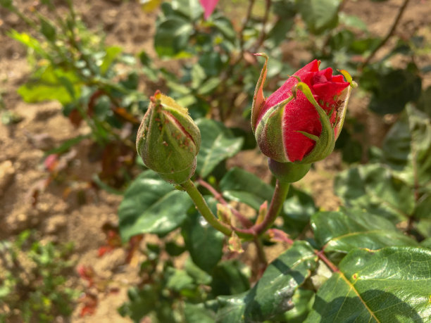 一朵美丽的红玫瑰刚刚发芽。图片下载